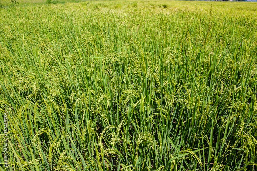 rice farm rice farm
