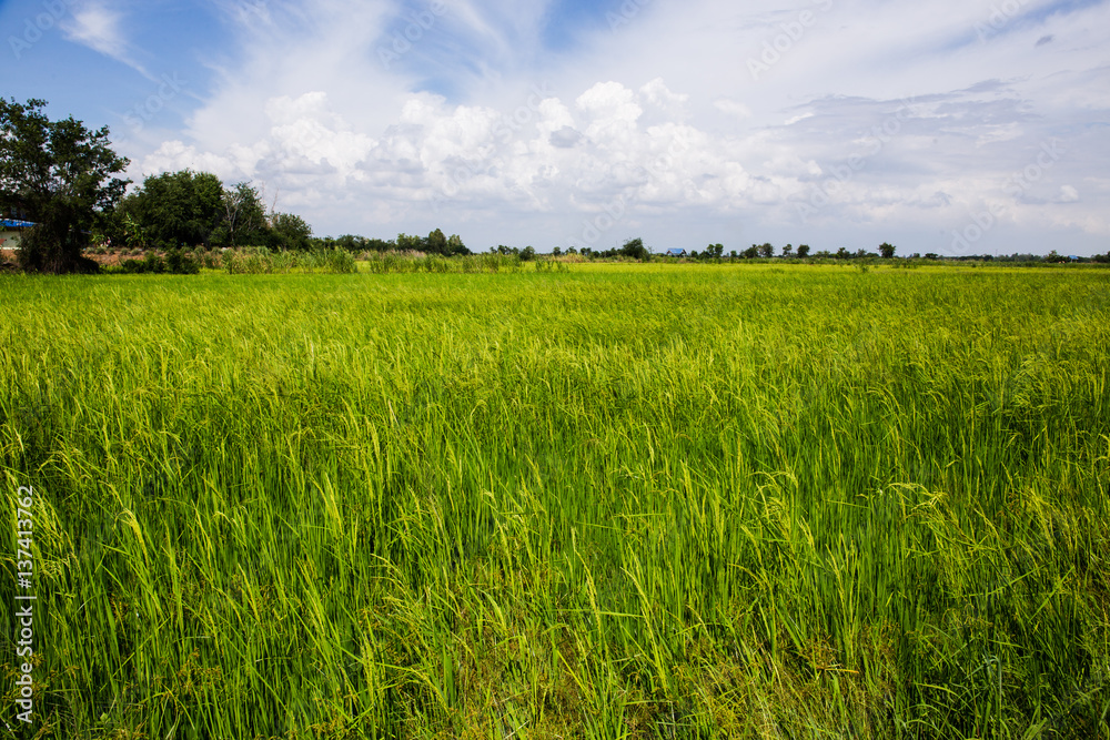 rice farm