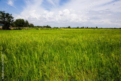 rice farm