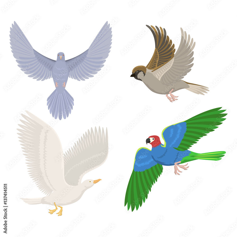 Obraz premium Set of different flying birds vector illustration.
