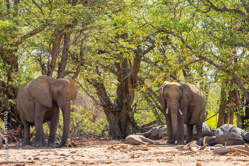 Afrikanische Elefanten  Loxodonta africana  im Aba Huab Trockenflussbett