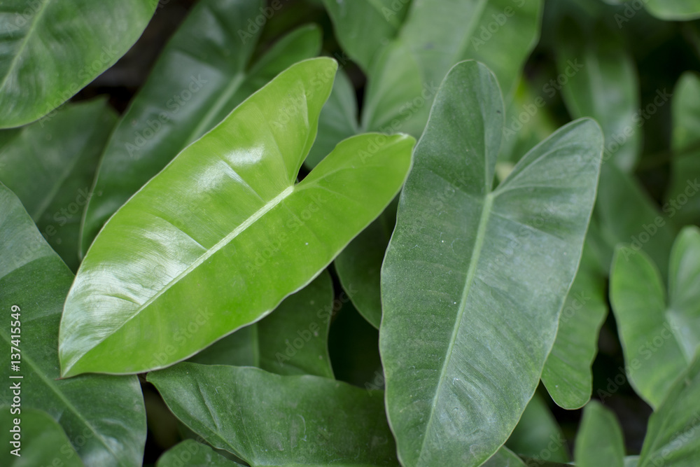 Fototapeta premium Dwarf Bouquet leaves, Dracaena dermensis.