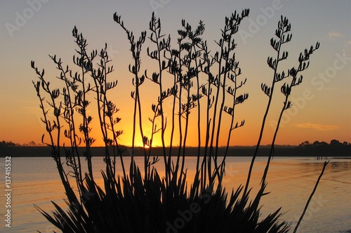 Plakat sunset flax tasmania