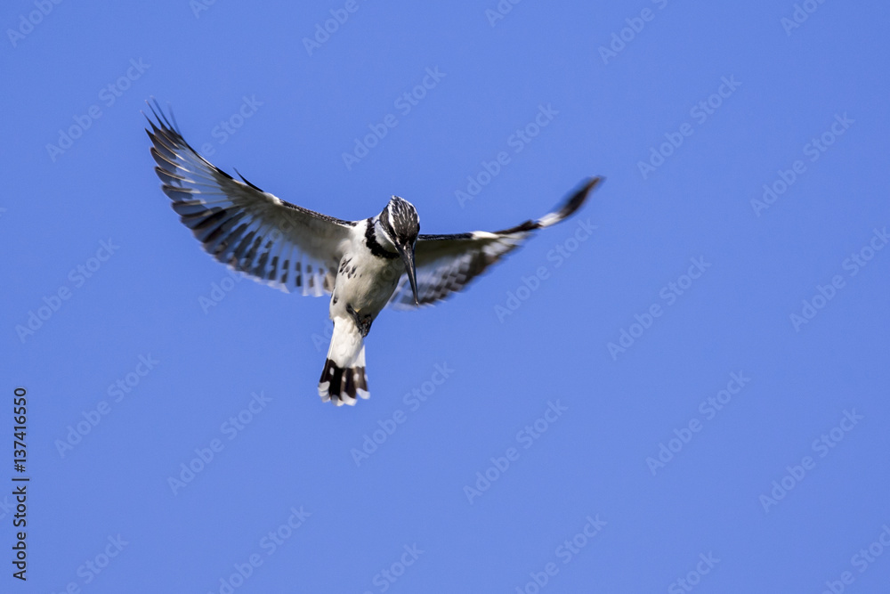 Obraz premium Image of Pied Kingfisher (Ceryle rudis) male hovering in flight on sky. Wild Animals.