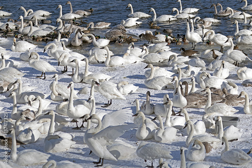 Slika na platnu Monticello trumpeter swans