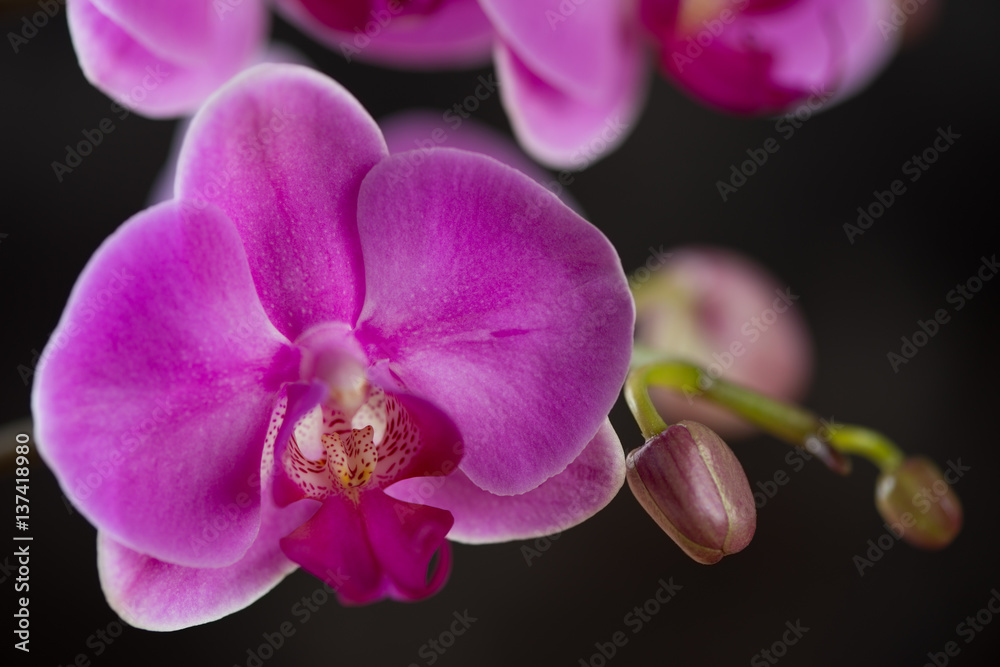 Fototapeta premium Phalaenopsis orchid flowers, close-up, selective focus