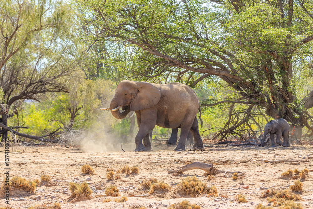 Fototapeta premium Elefantenbulle mit Kalb (Loxodonta africana) im Aba Huab Trockenflussbett