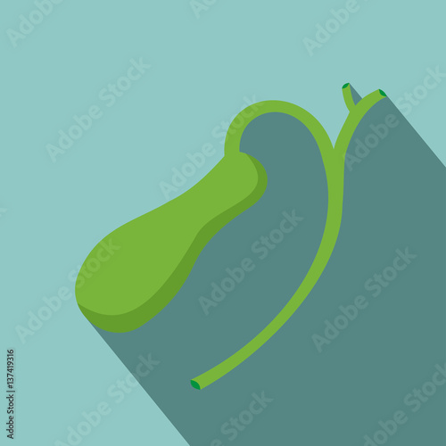 Illustration of Human gallbladder anatomy with shadow