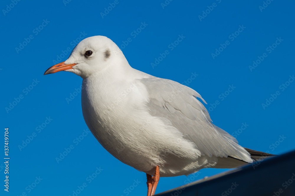 standing seagull standing seagull