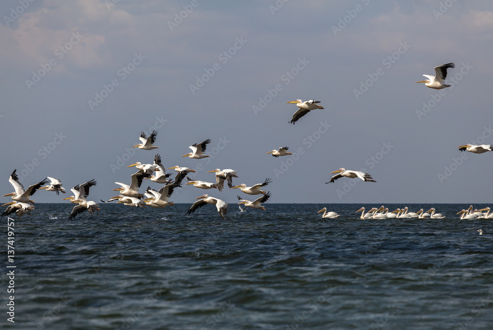 soaring flock of pink pelicans