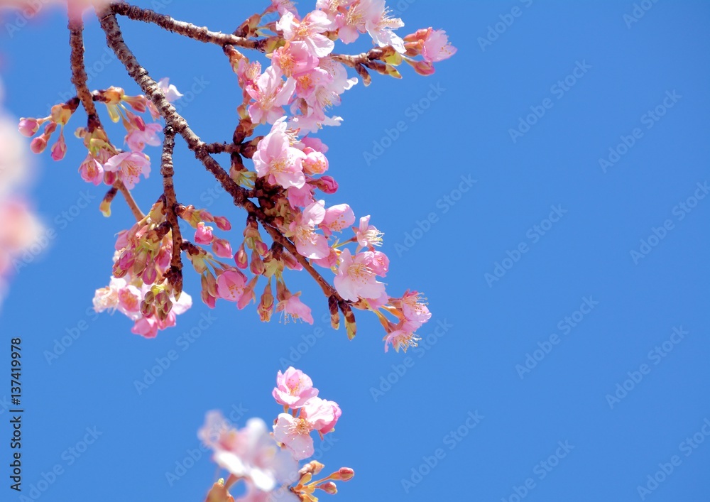 Japanese Cherry blossoms in early spring - Kawazu sakura Japanese Cherry blossoms in early spring - Kawazu sakura