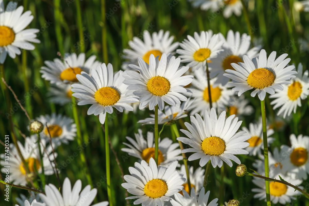 field daisy closeup field daisy closeup