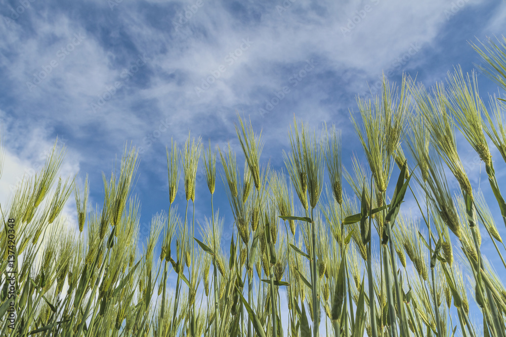 maturing wheat closeup maturing wheat closeup