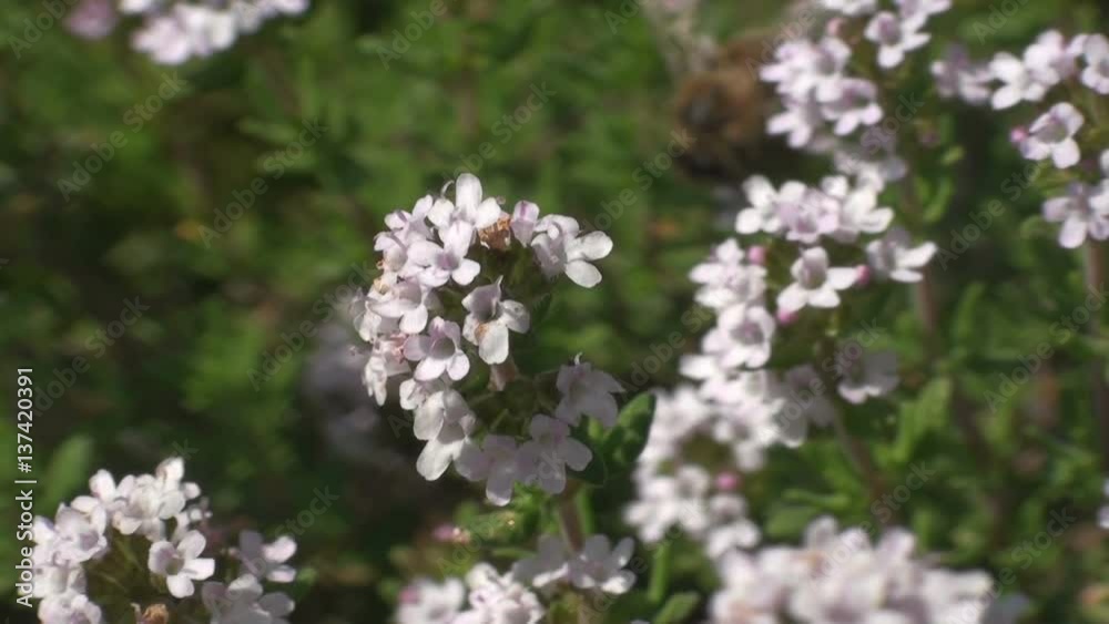 Bees, working on a blooming thyme in a garden Bees, working on a blooming thyme in a garden