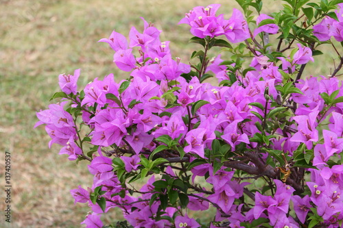 Bougainvillea flower purple Close up   glabra Choisy beautiful natural in garden