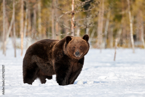 Brown bear in the snow