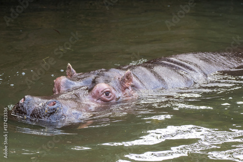 Hippo - Woodland Park Zoo, Seattle, WA