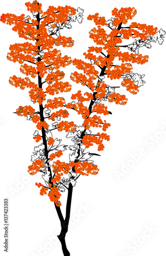 red sea-buckthorn two branches isolated on white