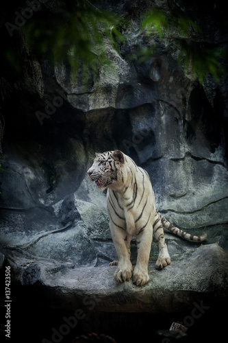 Fototapeta Naklejka Na Ścianę i Meble -  White Tiger on the rock in the zoo