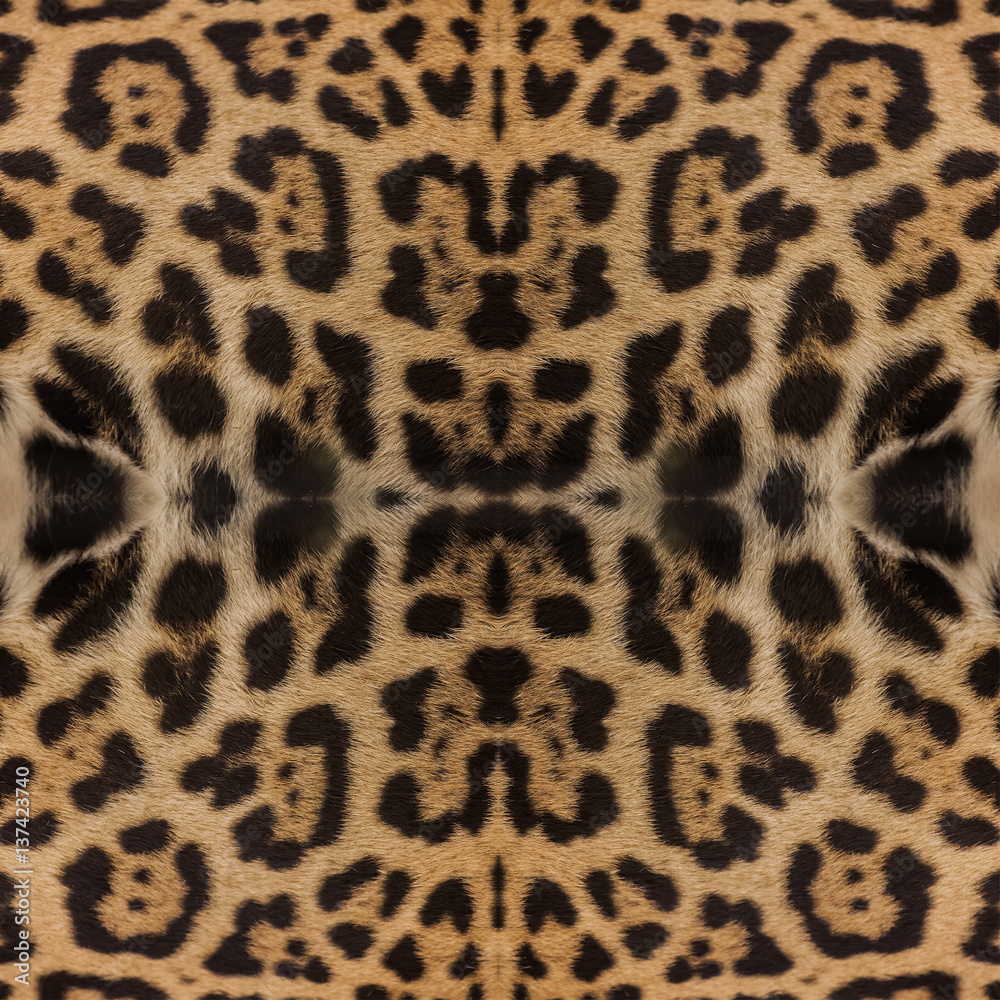 Real Leopard Skin for background and texture Real Leopard Skin for background and texture