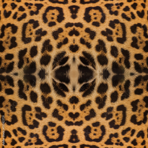 Real Leopard Skin for background and texture