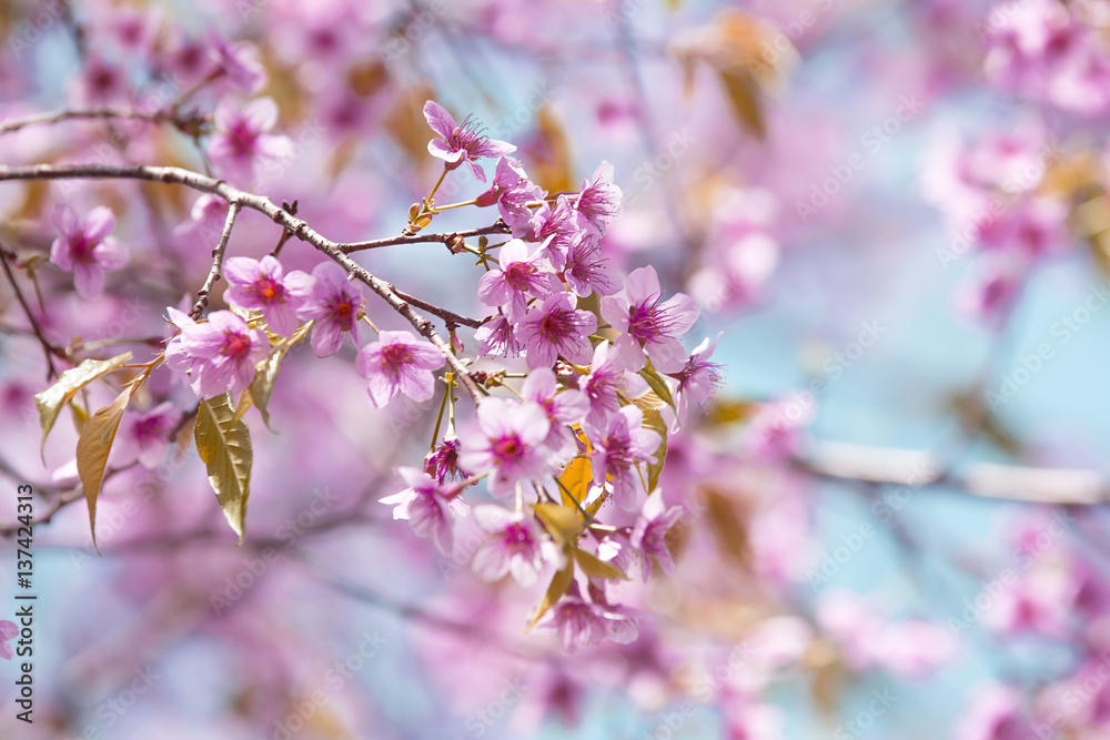 Cerasoides,View Beautiful in Texture background Cerasoides,View Beautiful in Texture background