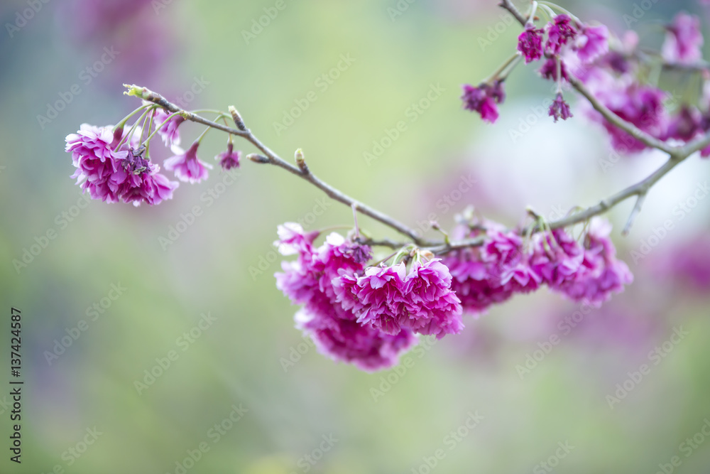 Cerasoides,View Beautiful in Texture background Cerasoides,View Beautiful in Texture background