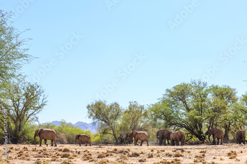 Afrikanische Elefanten (Loxodonta africana) überqueren Aba Huab Trockenflussbett photo