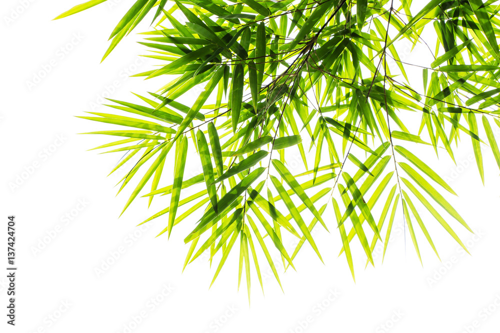 Fototapeta premium bamboo leaves High resolution