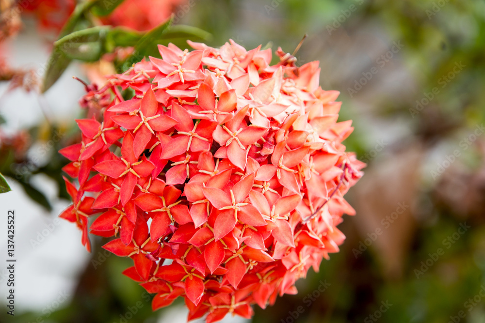 Spike flower. Red spike flower in garden