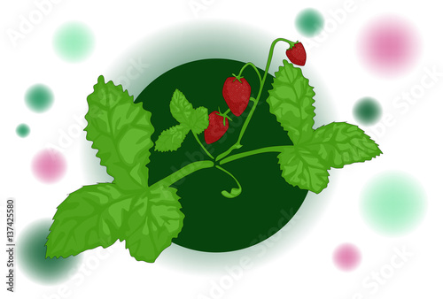 wild strawberry vector 