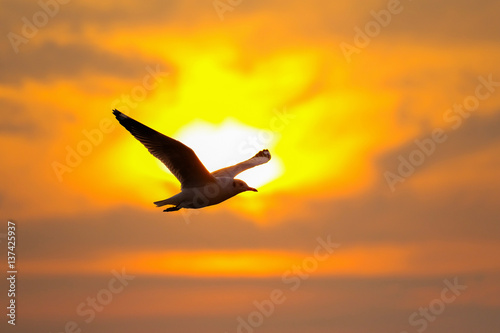 Tranquil scene with seagull flying at sunset © subinpumsom