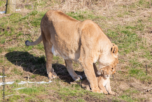 Lioness and cubs, exploring their surroundings