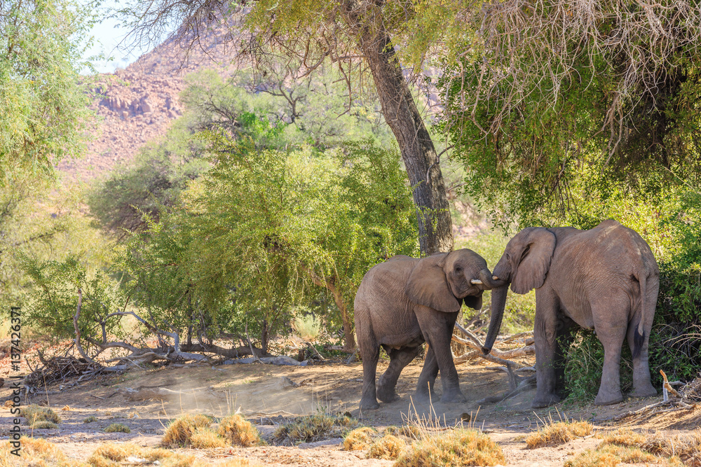 Junge Elefantenbullen (Loxodonta africana) kämpfen miteinander, Aba Huab Trockenflussbett