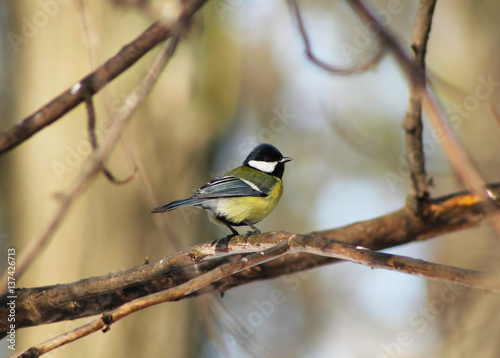 cute colorful great tit (Parus major) sitting on the twig