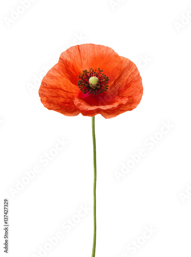 Fototapeta Naklejka Na Ścianę i Meble -  Red poppy isolated on white.