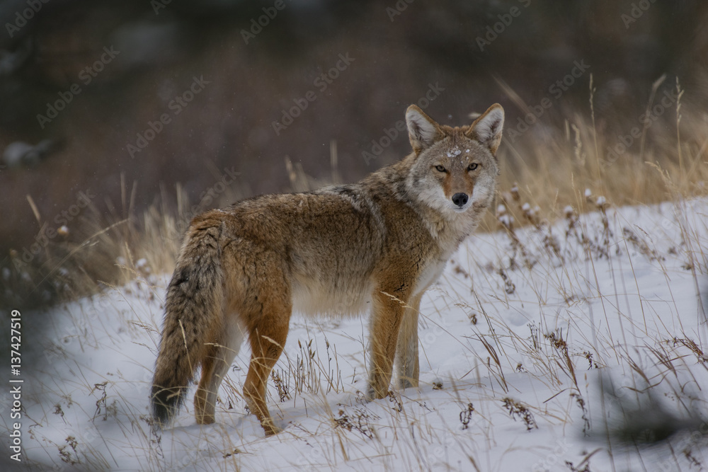 Coyote in Winter with Snow on HEad