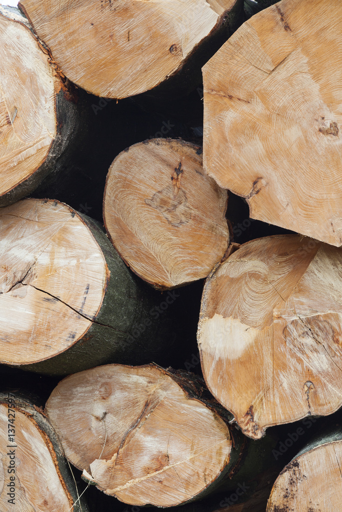 stack of beech logs in closeup stack of beech logs in closeup