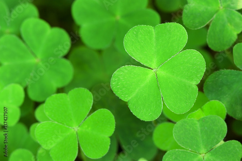 green  background with three-leaved shamrocks. Shallow depth of field, focus on near leaf.