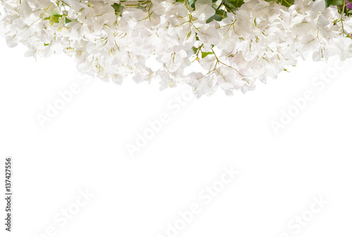White blooming Bougainvillea  isolated on white background.