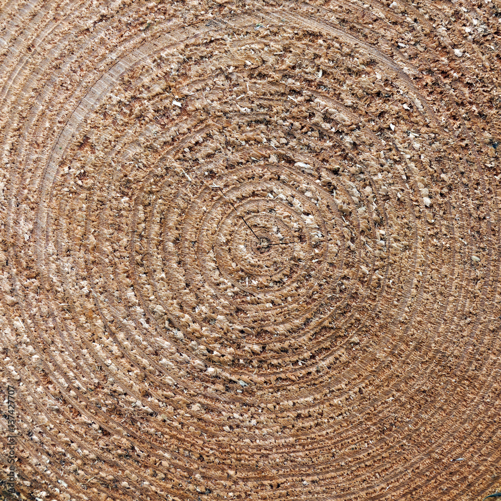 Naklejka premium square closeup of cut spruce tree trunk