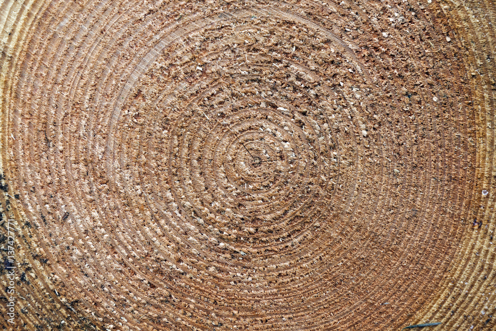 Naklejka premium closeup of cut spruce tree trunk