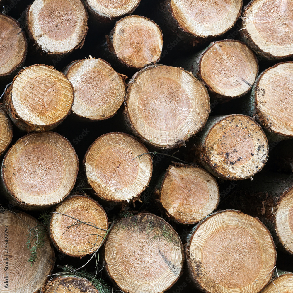 pile of small cut trunks of spruce tree wood pile of small cut trunks of spruce tree wood