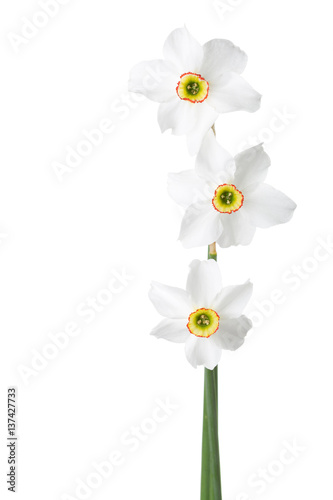 Fototapeta Naklejka Na Ścianę i Meble -   Three  white narcissus (Narcissus poeticus) isolated on white.