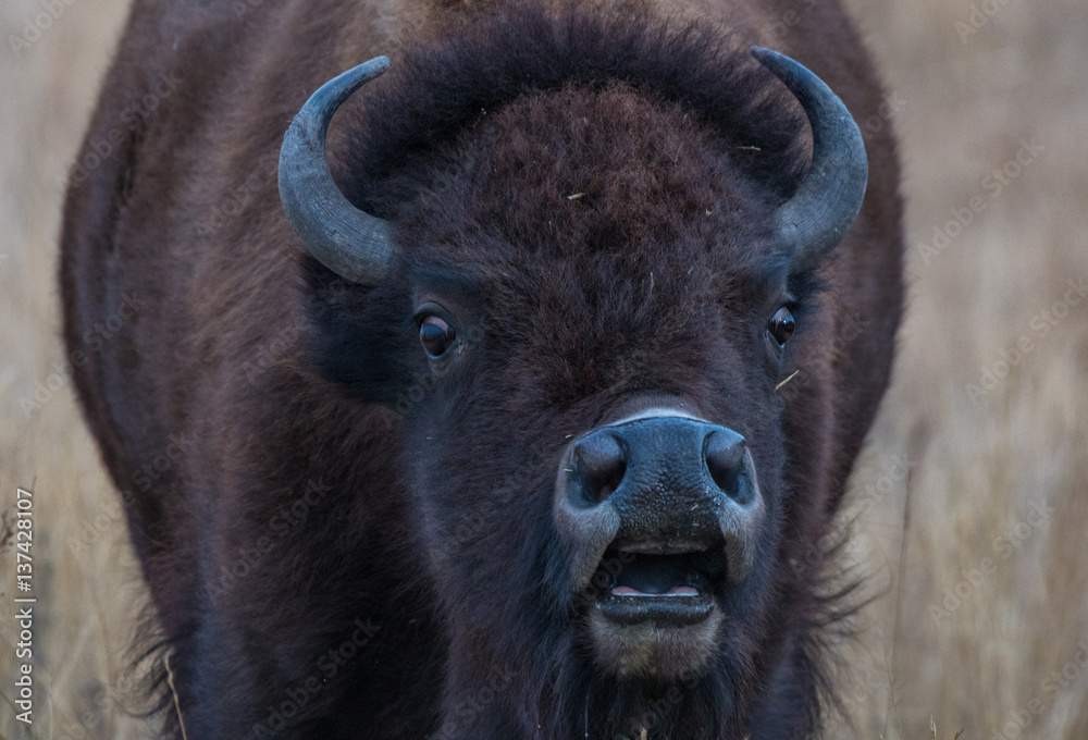 Bison with Something to Say Bison with Something to Say
