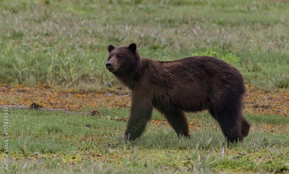 Alaskan Brown Bear Searching for Food Along a River Alaskan Brown Bear Searching for Food Along a River