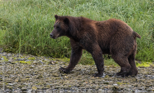 Alaskan Brown Bear Searching for Food Along a River © Kerry Hargrove