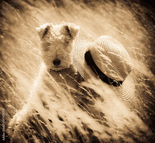 Fox terrier summer photo