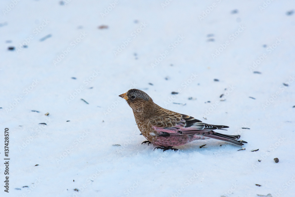 Brown-capped Rosy-Finch Foraging for Food in the Snow Brown-capped Rosy-Finch Foraging for Food in the Snow