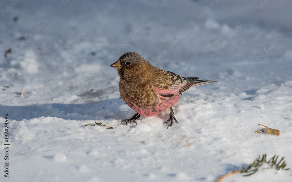 Brown-capped Rosy-Finch Foraging for Food in the Snow Brown-capped Rosy-Finch Foraging for Food in the Snow